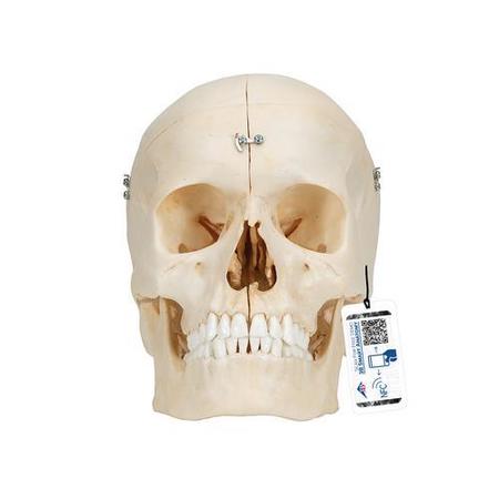 BONElike Human Bony Skull Model, 6 part - w/ 3B Smart Anatomy -  3B SCIENTIFIC, 1000062